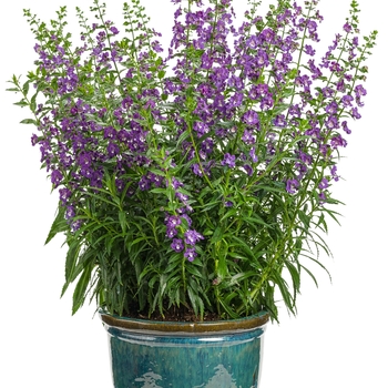 Angelonia 'Angelface™ Super Blue' - Summer Snapdragon