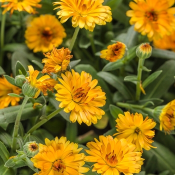 Calendula officinalis 'Lady Godiva Orange' - Pot Marigold