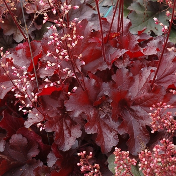 Heuchera 'Forever Red' - Coral Bells