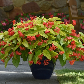 Begonia x hybrida Canary Wings - Begonia