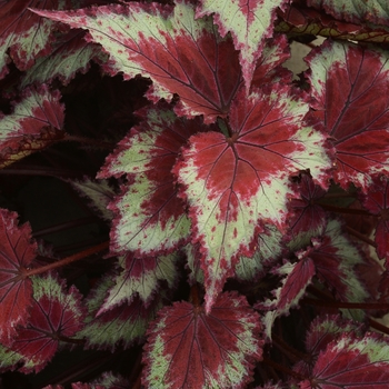 Begonia x tuberhybrida 'Red Splash' - Begonia, Rex