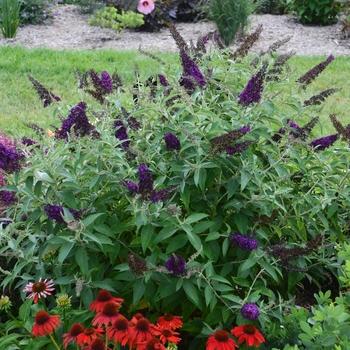 Buddleia davidii 'Monarch® Dark Dynasty' - Butterfly Bush