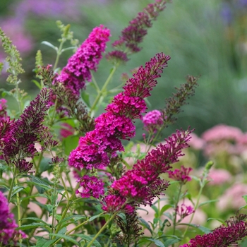 Buddleia davidii 'Monarch® Queen of Hearts' - Butterfly Bush