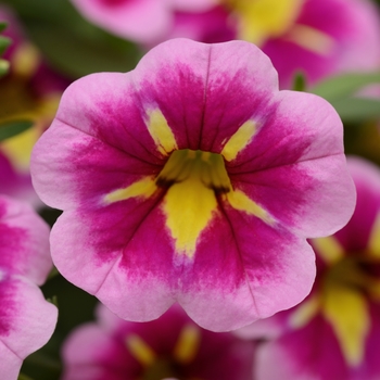 Calibrachoa (Mini Petunia) - Bumble Bee™ 'Pink'