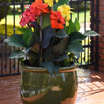 Canna x generalis 'Cannova® Bronze Orange' - Canna