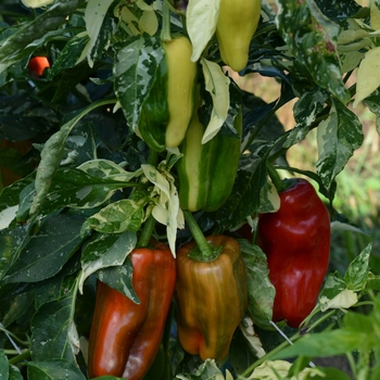 Capsicum annuum 'Candy Cane Red' - Pepper, Sweet Bell
