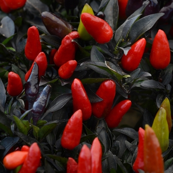 Capsicum annuum 'Midnight Fire' - Ornamental Pepper