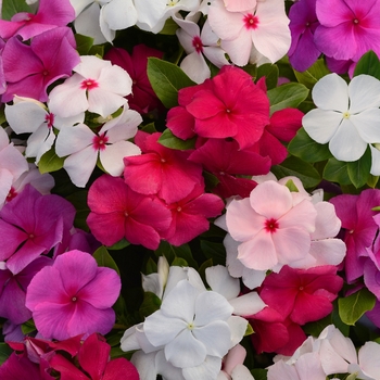 Catharanthus roseus - Vinca, Periwinkle