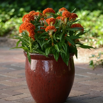 Celosia cristata 'Twisted Orange' - Celosia