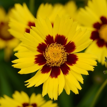 Coreopsis grandiflora 'SunKiss' - Tickseed