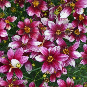 Coreopsis verticillata Sizzle & Spice® 'Zesty Zinger' - Tickweed