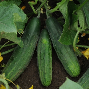 Cucumis sativus 'Patio Snacker' - Cucumber