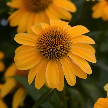 Echinacea x hybrida 'Sombrero® Granada Gold' - Coneflower