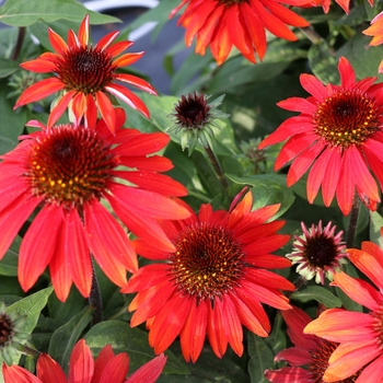 Echinacea x hybrida 'Sombrero® Sangrita' - Coneflower