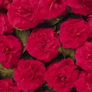 Impatiens walleriana 'Fiesta™ Salsa Red' - Impatiens, Double 