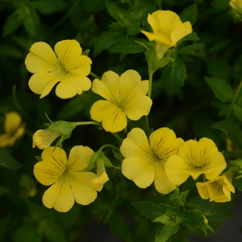 Mecardonia hybrida Little Sunshine - Mecardonia