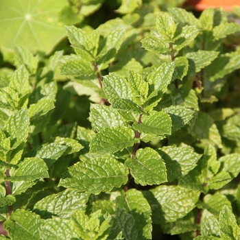 Mentha spicata - Spearmint