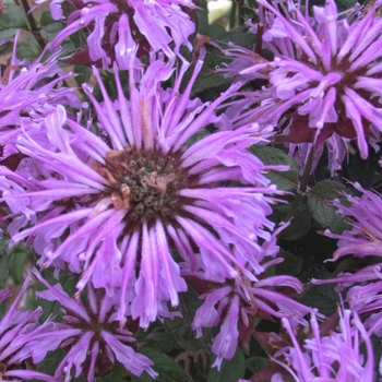 Monarda didyma 'Sugar Buzz® Blue Moon' - Bee Balm