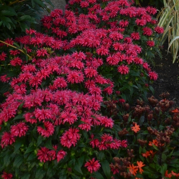 Monarda didyma 'Sugar Buzz® Cherry Pops' - Bee Balm