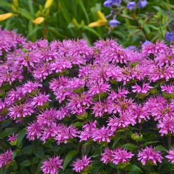 Monarda didyma 'Sugar Buzz® Lilac Lollipop' - Bee Balm