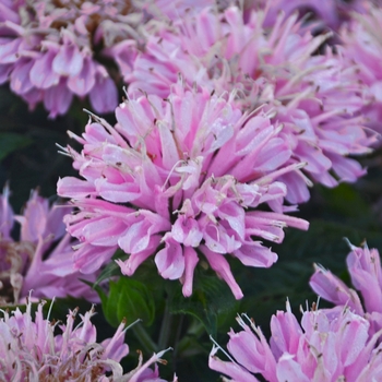 Monarda didyma 'Sugar Buzz® Pink Frosting' - Bee Balm