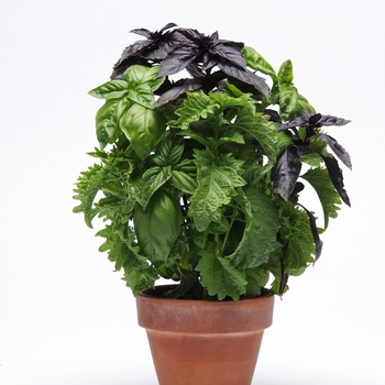 Ocimum basilicum 'Try' - Basil