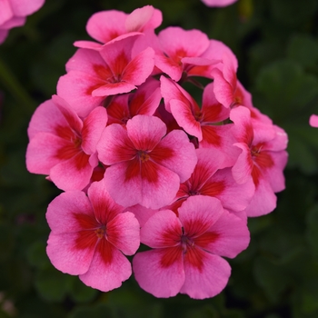 Pelargonium x hortorum Sunrise™ Pink+Big Eye - Geranium, Zonal