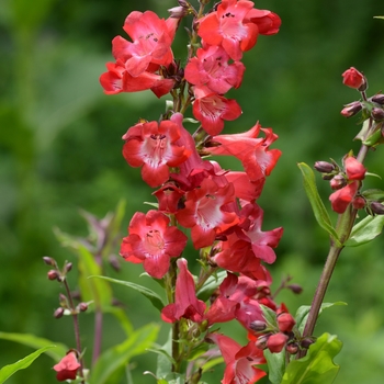 Penstemon 'Cherry Sparks' - Beardtongue