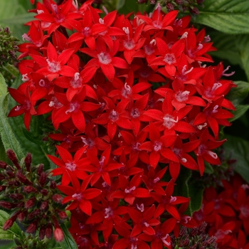 Pentas lanceolata 'Lucky Star™ Dark Red' - Pentas (Starflower)