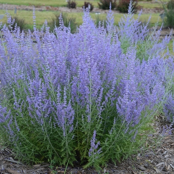 Perovskia atriplicifolia 'Blue Jean Baby' - Russian Sage