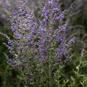 Perovskia atriplicifolia 'Blue Steel' - Russian Sage