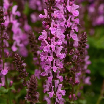 Salvia nemorosa 'Rose Marvel' - Meadow Sage