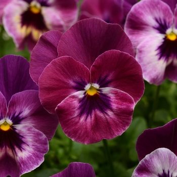 Viola x wittrockiana Cool Wave® Raspberry - Pansy