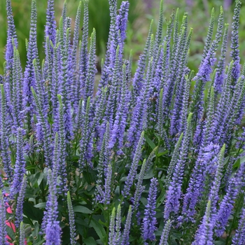 Veronica longifolia 'Blue Skywalker' - Speedwell