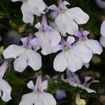 Lobelia erinus - Waterfall™ White Blush Lobelia