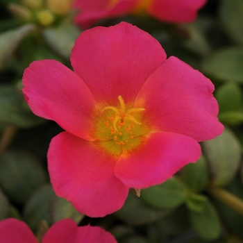 Portulaca oleracea 'Rio Grande Magenta' - Portulaca