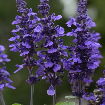 Salvia longispicata x farinacea 'Mysty' - Salvia