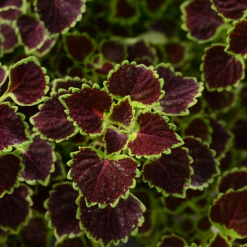 Solenostemon scutellarioides 'Burgundy Wedding Train' - Coleus