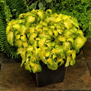 Solenostemon scutellarioides 'Lime Time' - Coleus