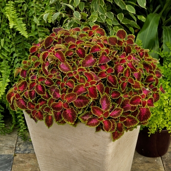 Solenostemon scutellarioides 'Party Time Pink Berry' - Coleus