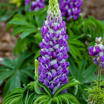 Lupinus polyphyllus 'Gallery Mini Blue Bicolor' - Lupine