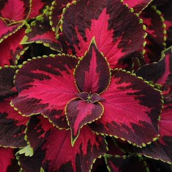 Solenostemon scutellarioides 'Premium Sun Chocolate Covered Cherry' - Coleus