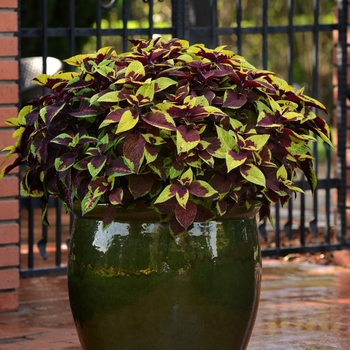 Solenostemon scutellarioides 'Premium Sun Pineapple Surprise' - Coleus