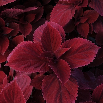 Solenostemon scutellarioides 'Redhead' - Coleus