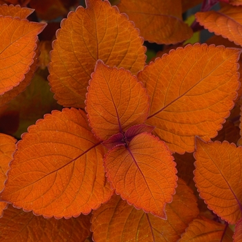 Solenostemon scutellarioides 'Campfire' - Coleus