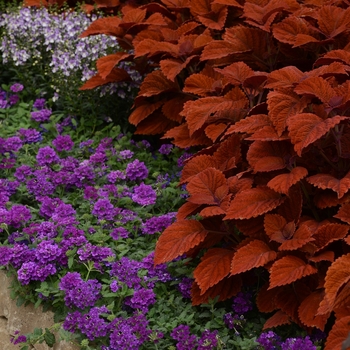 Solenostemon scutellarioides 'Inferno' - Coleus