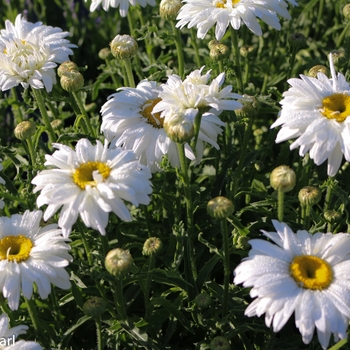 Leucanthemum x superbum 'White Magic' - Shasta Daisy