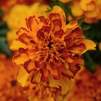 Tagetes patula 'Bonanza Bolero' - Marigold