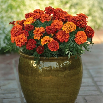 Tagetes patula Fireball - Marigold