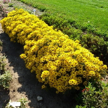 Helianthus salicifolius 'Autumn Gold' - Thin-leaved Sunflower